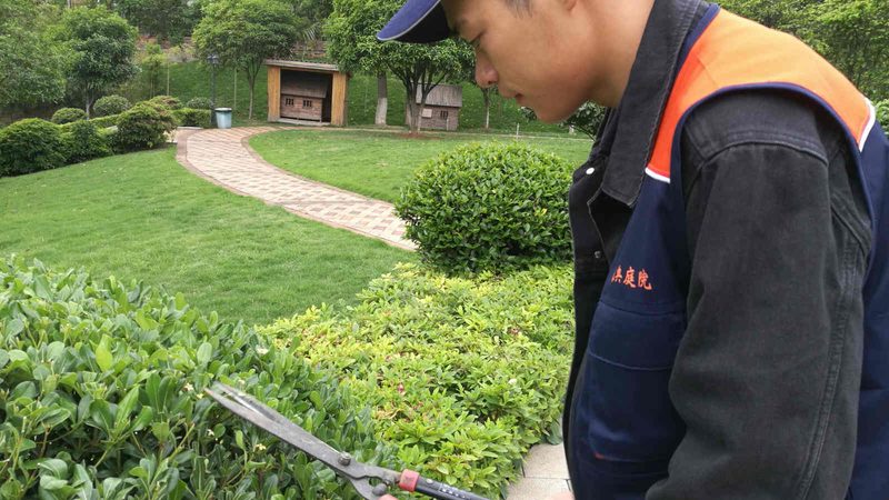 园林苗木种植报价：注意事项与避坑指南