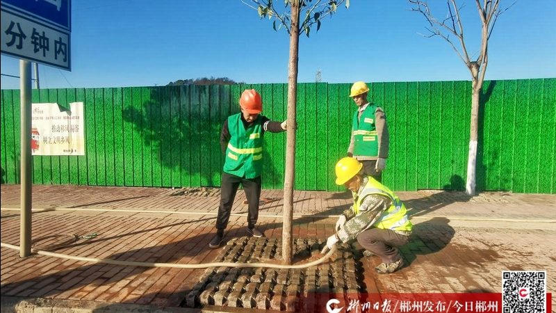 成都草坪与地被植物对比