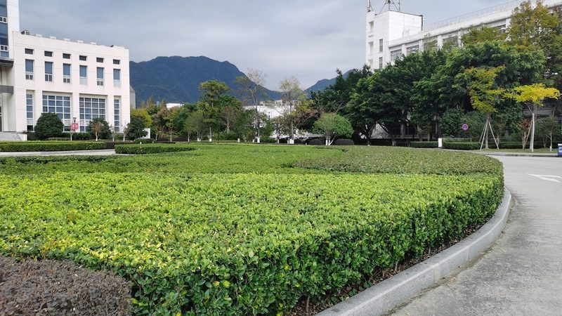 小区绿化修剪，如何做到既美观又科学？**